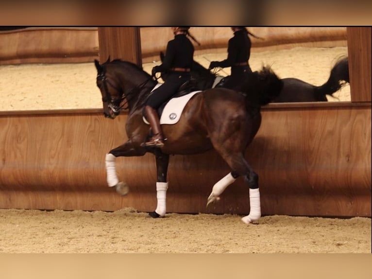 Hannoveraan Merrie 9 Jaar 168 cm Zwartbruin in Turda