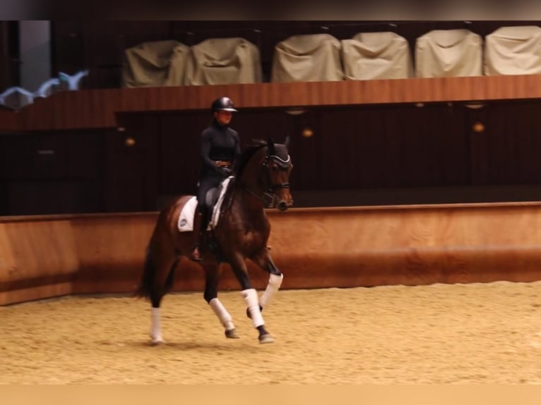 Hannoveraan Merrie 9 Jaar 168 cm Zwartbruin in Turda