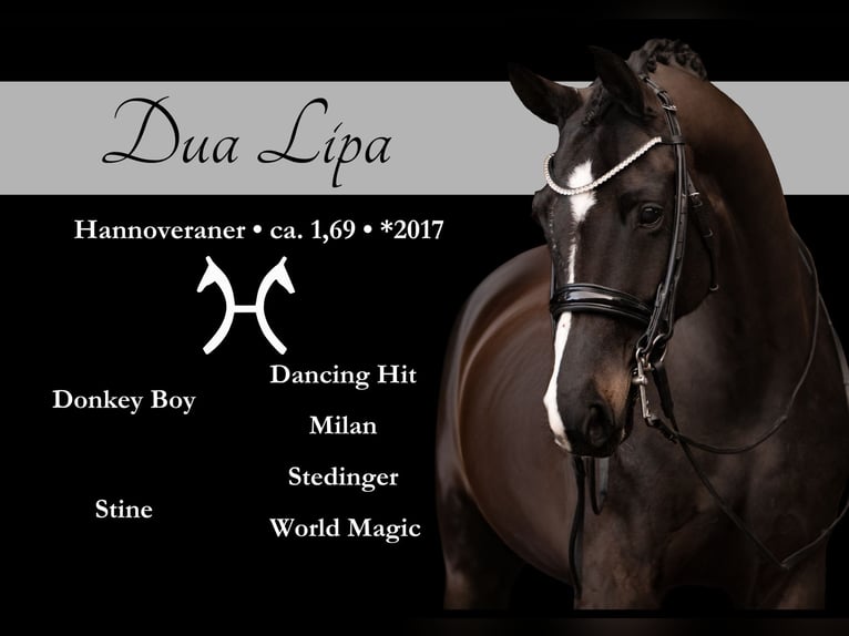 Hannoveraan Merrie 9 Jaar 169 cm Zwartbruin in Wehringen