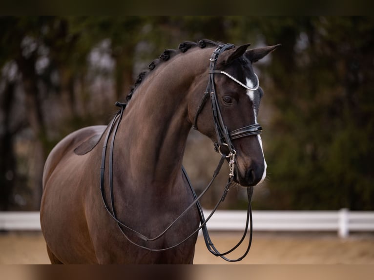 Hannoveraan Merrie 9 Jaar 169 cm Zwartbruin in Wehringen