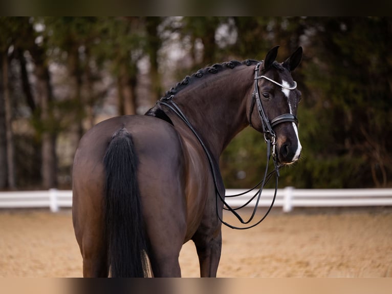Hannoveraan Merrie 9 Jaar 169 cm Zwartbruin in Wehringen