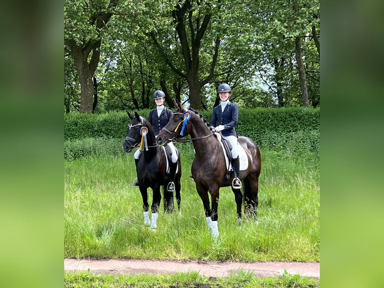 Hannoveraan Merrie 9 Jaar 170 cm Bruin in Börrstadt