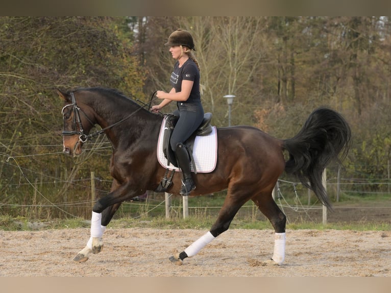 Hannoveraan Merrie 9 Jaar 170 cm Bruin in W&#xFC;rzburg