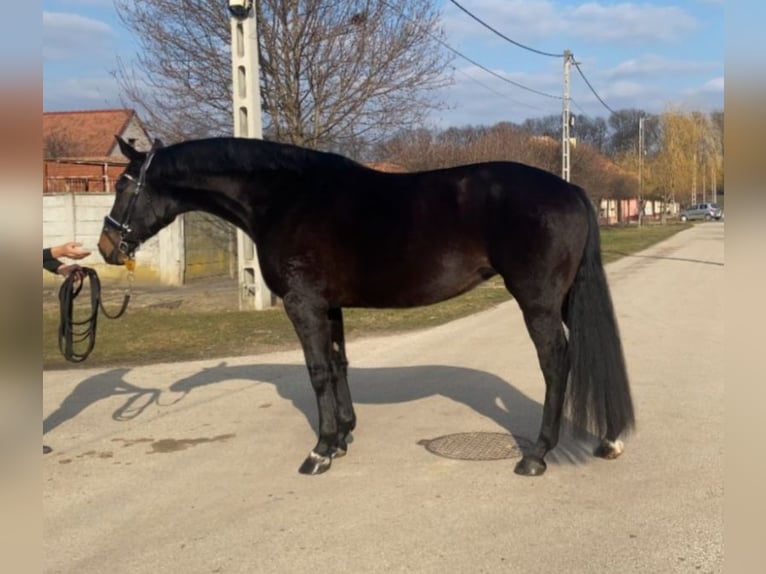 Hannoveraan Merrie 9 Jaar 170 cm Donkerbruin in Rechnitz