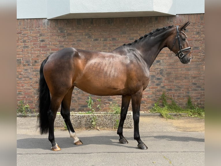 Hannoveraan Merrie 9 Jaar 170 cm Donkerbruin in Niederkassel