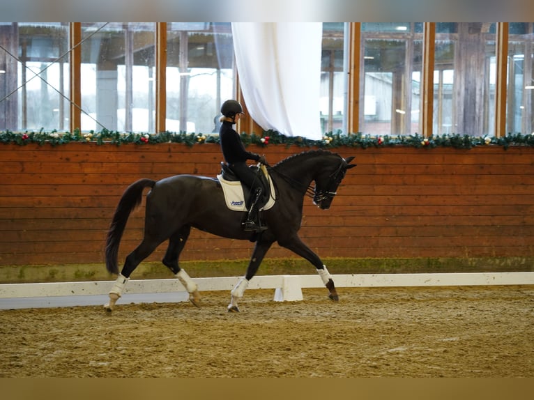 Hannoveraan Merrie 9 Jaar 170 cm Donkere-vos in Coesfeld