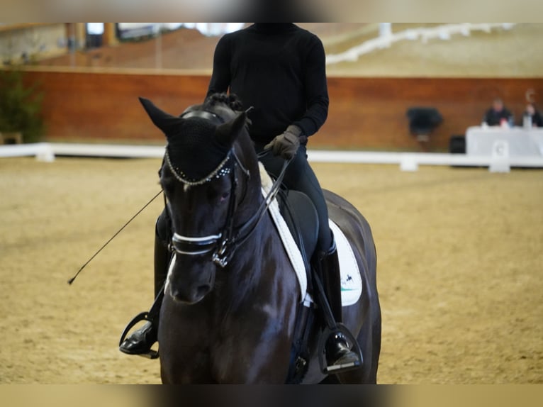 Hannoveraan Merrie 9 Jaar 170 cm Donkere-vos in Coesfeld