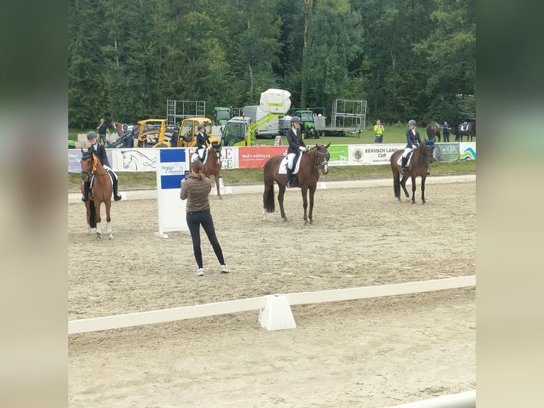 Hannoveraan Merrie 9 Jaar 170 cm Donkere-vos in Bergisch Gladbach