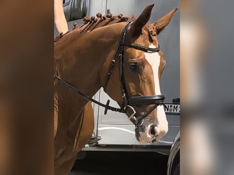 Hannoveraan Merrie 9 Jaar 170 cm Vos in Wetter (Ruhr)