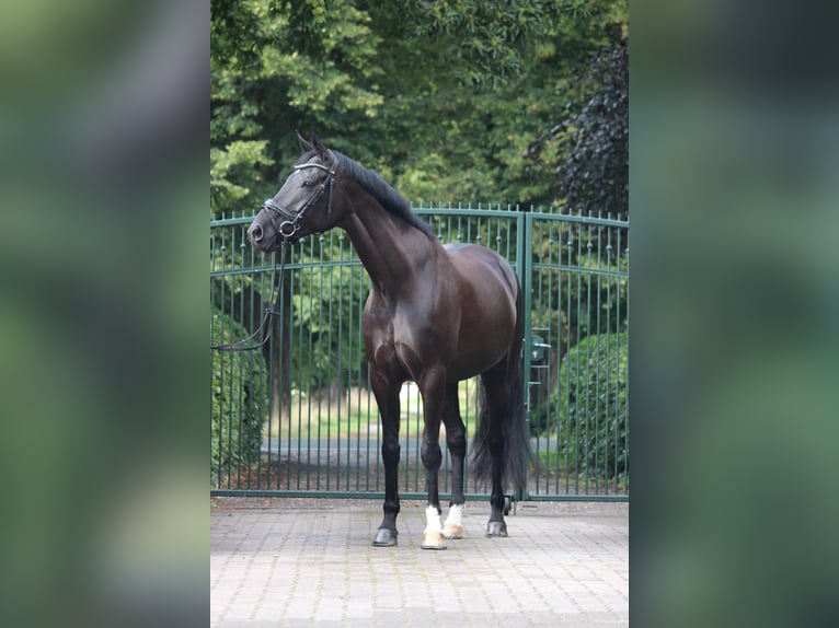 Hannoveraan Merrie 9 Jaar 170 cm Zwart in Bevern