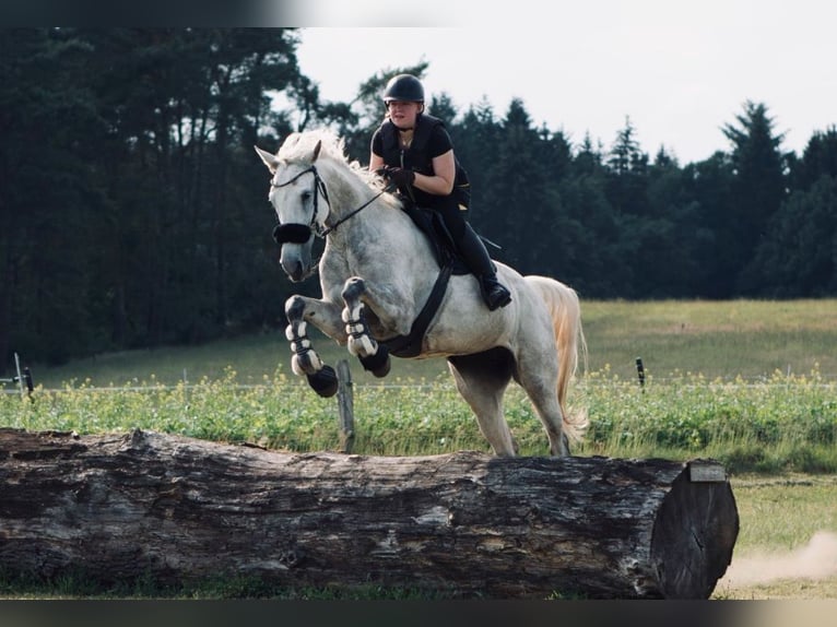 Hannoveraan Merrie 9 Jaar 172 cm Appelschimmel in Hammah