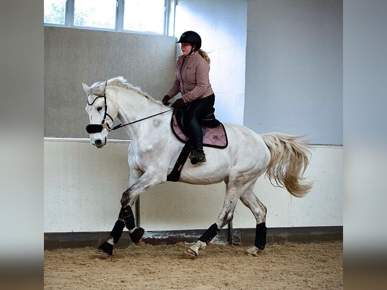 Hannoveraan Merrie 9 Jaar 172 cm Appelschimmel in Hammah