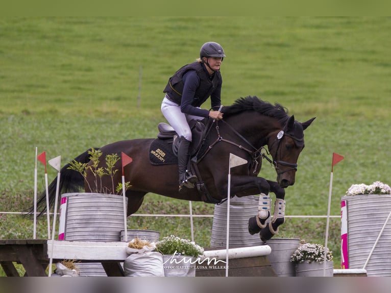 Hannoveraan Merrie 9 Jaar 172 cm Bruin in Immenhausen