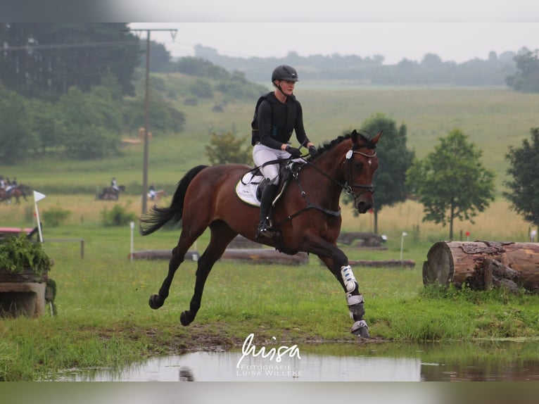 Hannoveraan Merrie 9 Jaar 172 cm Bruin in Immenhausen
