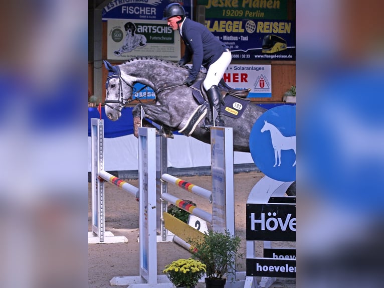 Hannoveraan Merrie 9 Jaar 172 cm Schimmel in Suhlendorf