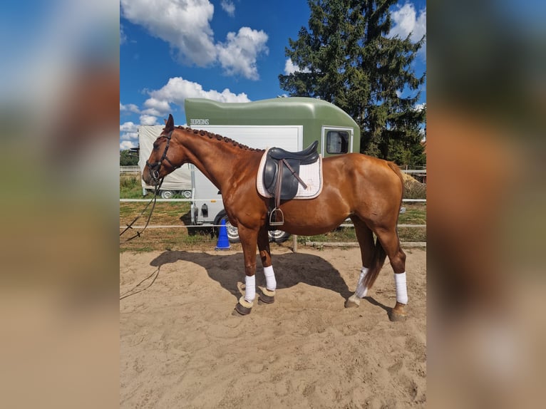 Hannoveraan Merrie 9 Jaar 172 cm Vos in Gransee
