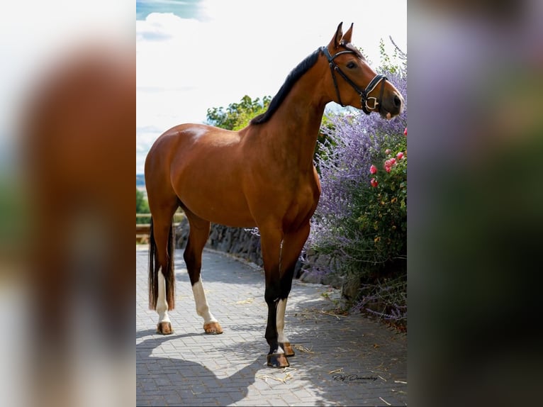 Hannoveraan Merrie 9 Jaar 173 cm Bruin in Gro&#xDF;maischeid