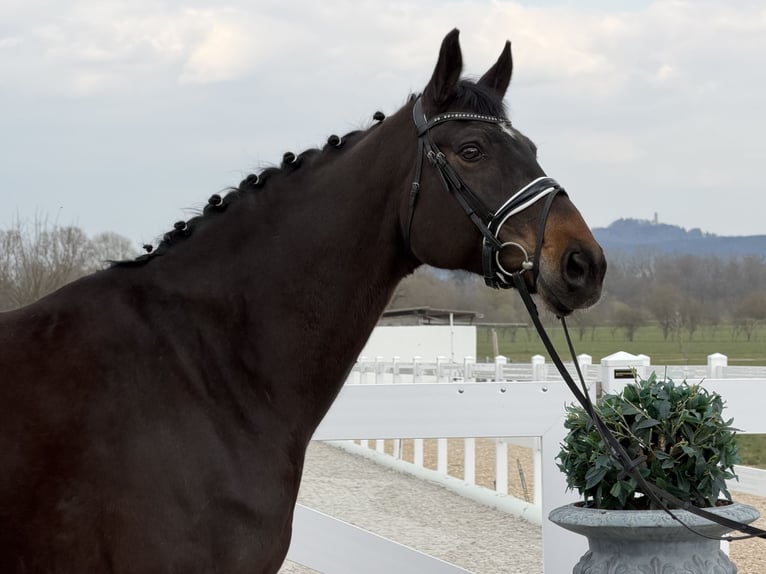 Hannoveraan Merrie 9 Jaar 173 cm Donkerbruin in Riedlingen