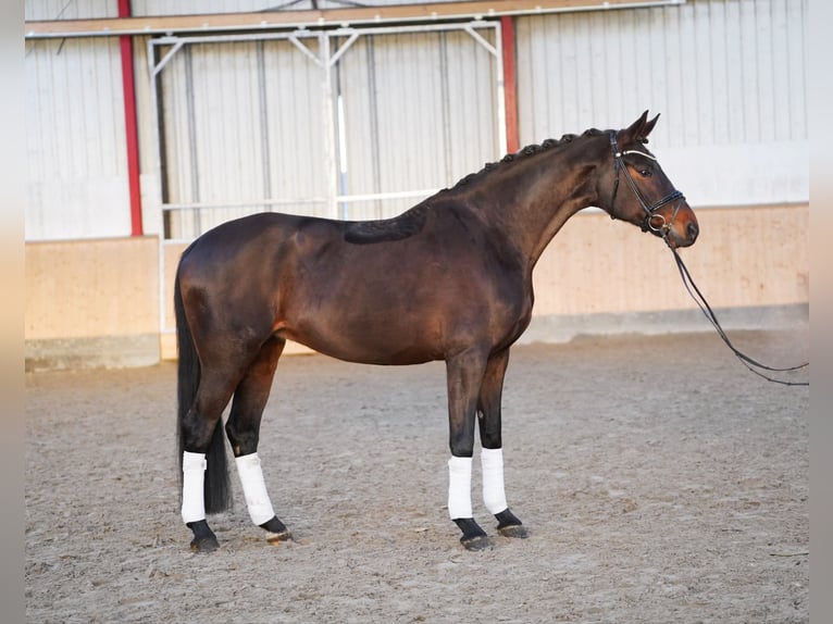 Hannoveraan Merrie 9 Jaar 173 cm Donkerbruin in Hohenfelde