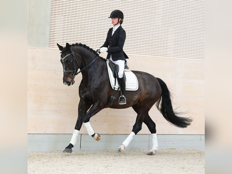 Hannoveraan Merrie 9 Jaar 173 cm Zwartbruin in Moritzburg