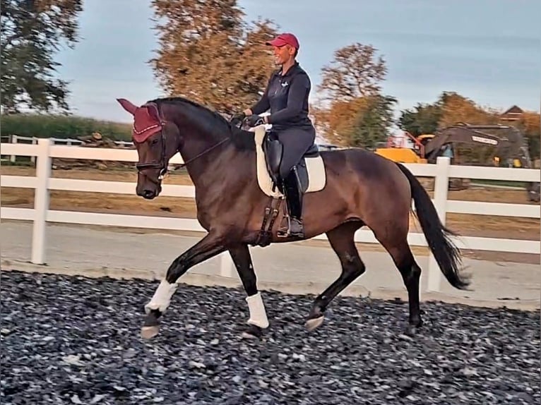 Hannoveraan Merrie 9 Jaar 174 cm Bruin in Wolfsbach