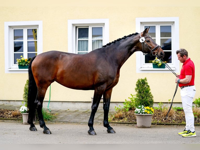 Hannoveraan Merrie 9 Jaar 174 cm Bruin in Wolfsbach