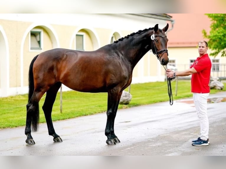 Hannoveraan Merrie 9 Jaar 174 cm Bruin in Wolfsbach
