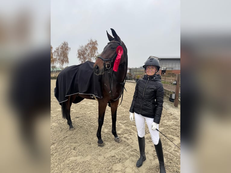 Hannoveraan Merrie 9 Jaar 175 cm Bruin in Hamburg