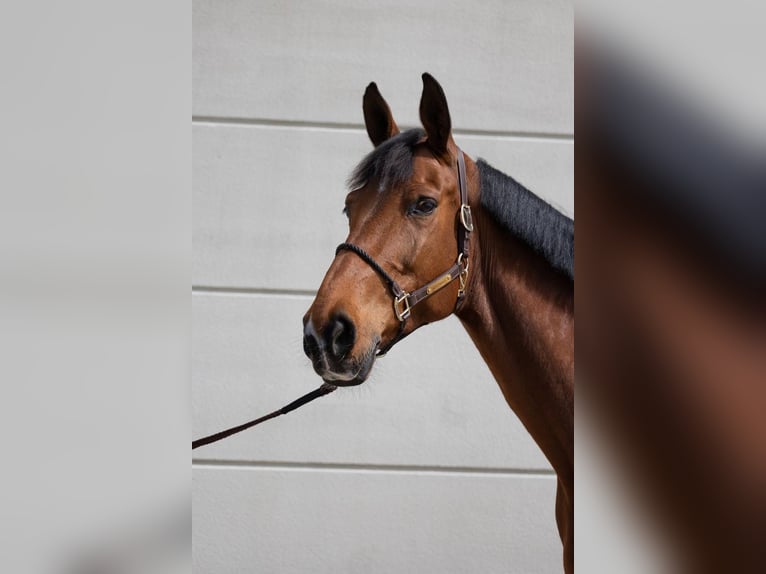 Hannoveraan Merrie 9 Jaar 175 cm Bruin in D&#xFC;sseldorf