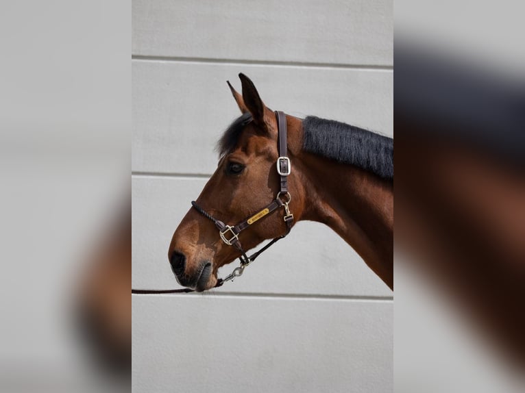 Hannoveraan Merrie 9 Jaar 175 cm Bruin in D&#xFC;sseldorf