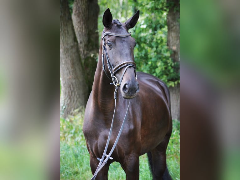 Hannoveraan Merrie 9 Jaar 175 cm Zwartbruin in Winsen (Luhe)