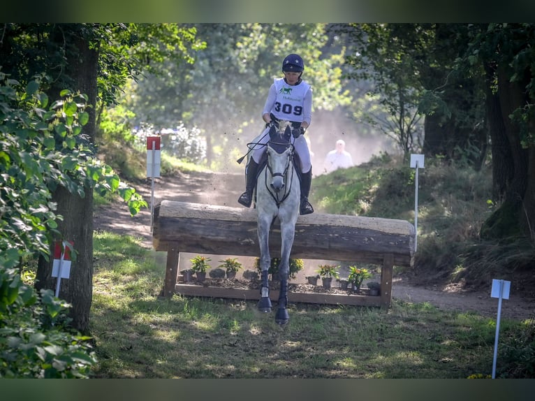 Hannoveraan Merrie 9 Jaar 176 cm Schimmel in Molbergen