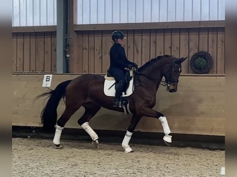 Hannoveraan Merrie 9 Jaar 178 cm Bruin in Jengen