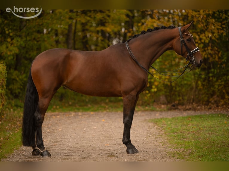 Hannoveraan Merrie 9 Jaar 179 cm Bruin in Wehringen