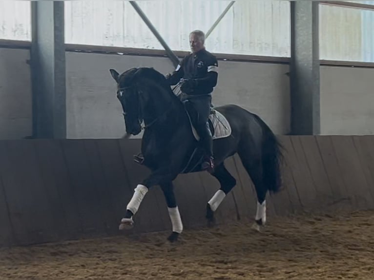 Hannoveraan Merrie 9 Jaar 180 cm Donkerbruin in EnnepetalEnnepetal