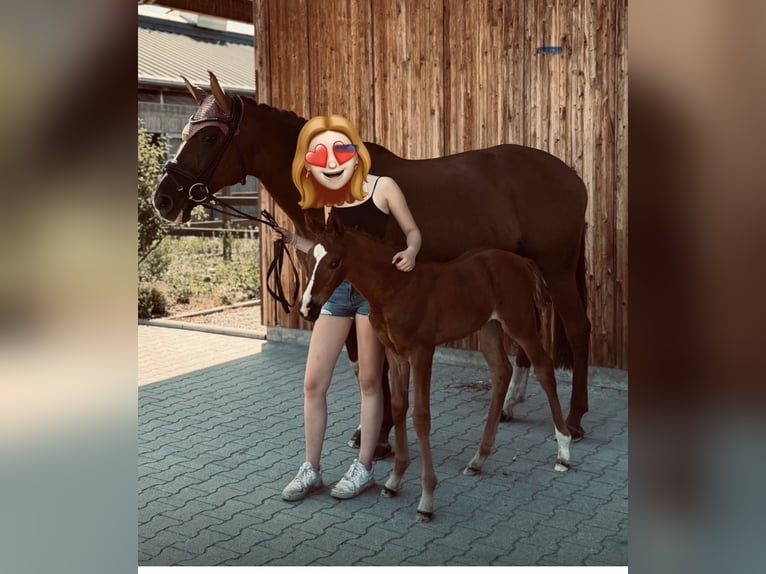 Hannoveraan Merrie Veulen (05/2026) 128 cm Donkere-vos in Sankt Leon-Rot