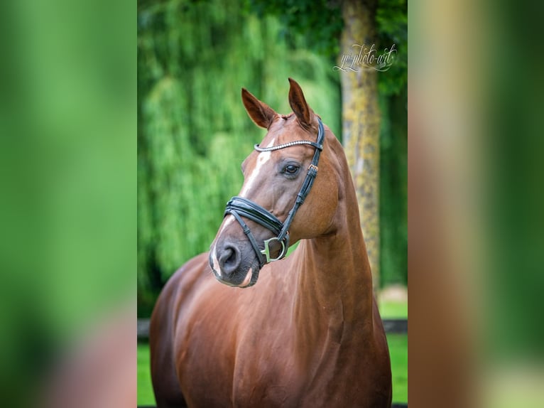 Hannoveraan Merrie Veulen (05/2026) 128 cm Donkere-vos in Sankt Leon-Rot