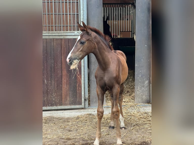 Hannoveraan Merrie Veulen (05/2026) 128 cm Donkere-vos in Sankt Leon-Rot