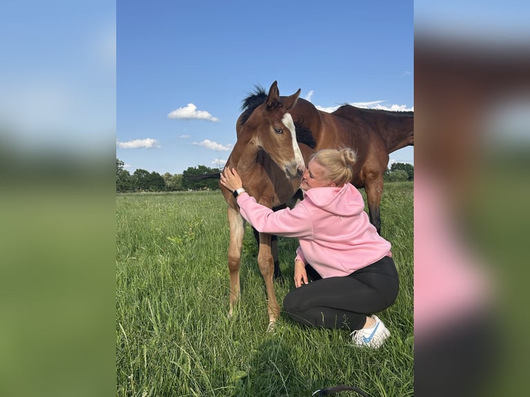 Hannoveraan Merrie Veulen (05/2025) 145 cm Bruin in Winsen (Aller