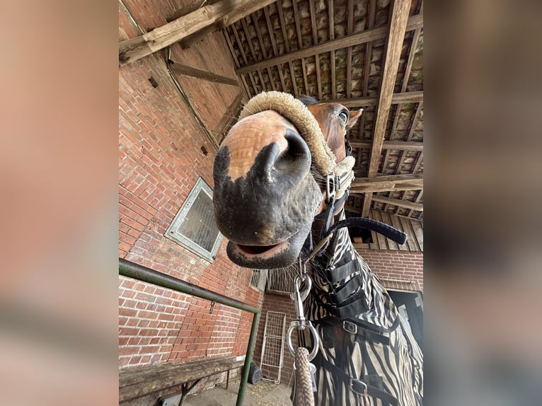 Hannoveraan Merrie Veulen (05/2025) 145 cm Bruin in Winsen (Aller