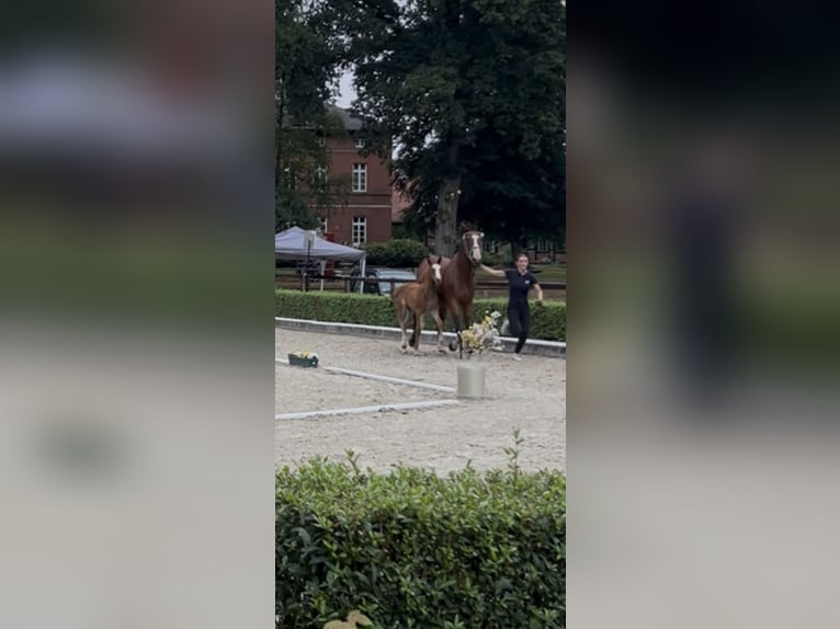 Hannoveraan Merrie Veulen (05/2025) 145 cm Bruin in Winsen (Aller