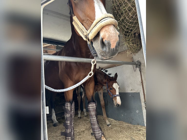 Hannoveraan Merrie Veulen (05/2025) 145 cm Bruin in Winsen (Aller
