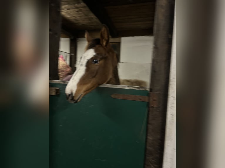 Hannoveraan Merrie Veulen (05/2025) 145 cm Bruin in Winsen (Aller