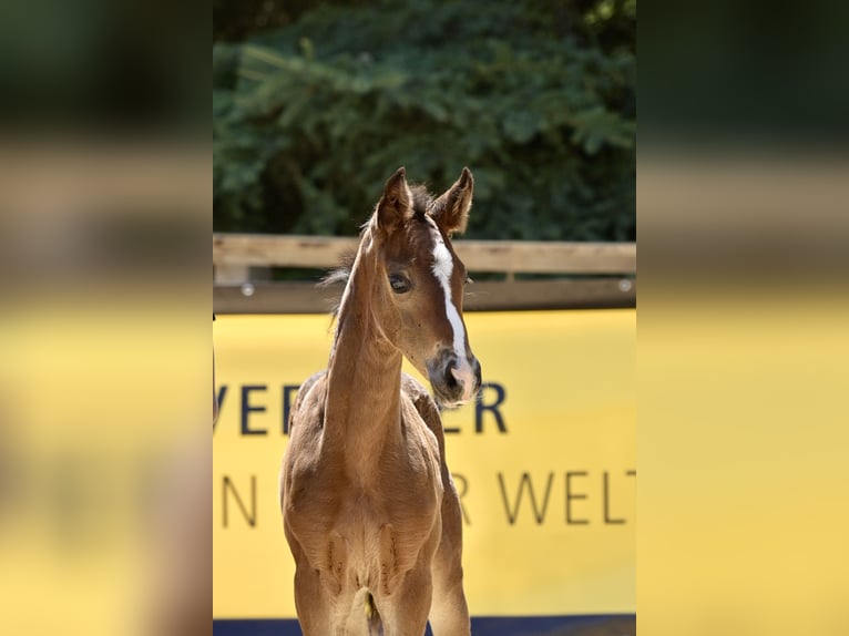 Hannoveraan Merrie Veulen (05/2026) 165 cm Donkerbruin in Lautertal
