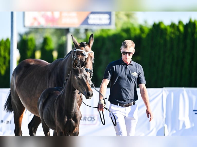 Hannoveraan Merrie Veulen (04/2025) 165 cm Donkerbruin in &#x17B;ory