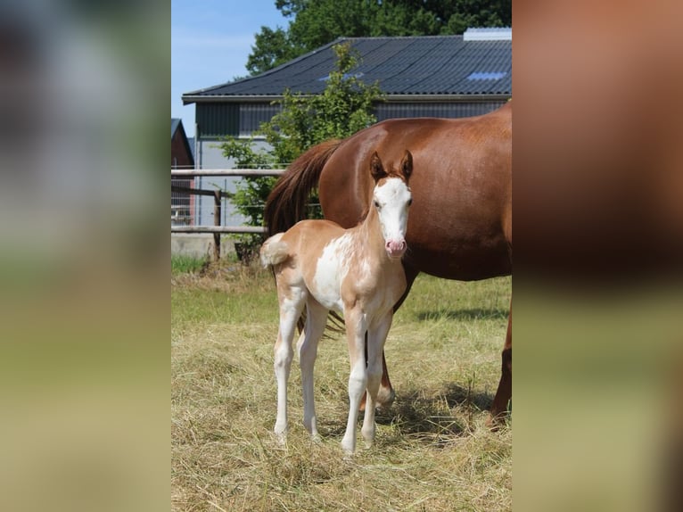 Hannoveraan Merrie veulen (06/2024) 165 cm in Hamersen