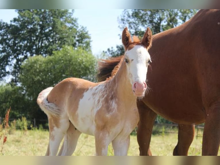 Hannoveraan Merrie veulen (06/2024) 165 cm in Hamersen