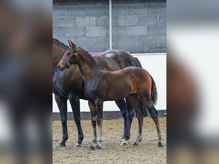 Hannoveraan Merrie veulen (05/2024) 165 cm Roodbruin in Stafford