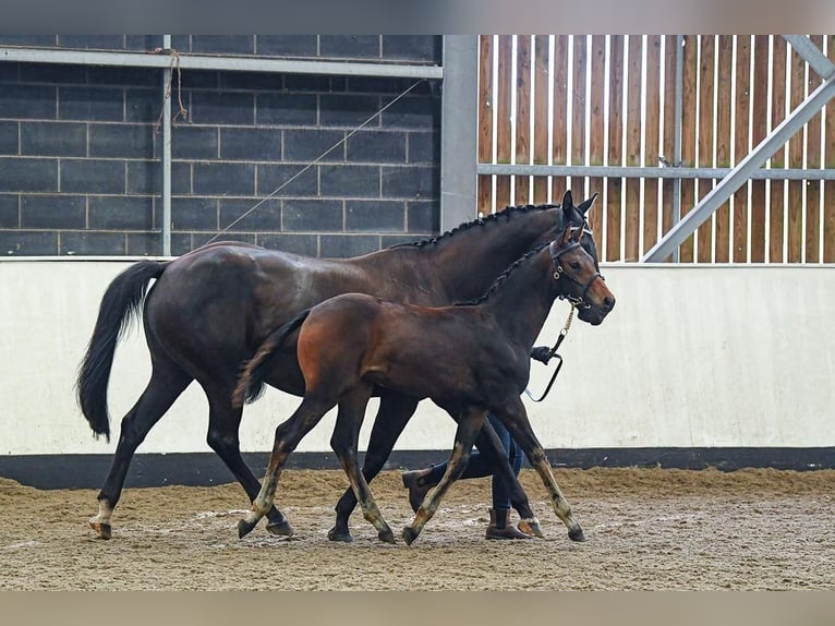 Hannoveraan Merrie veulen (05/2024) 165 cm Roodbruin in Stafford