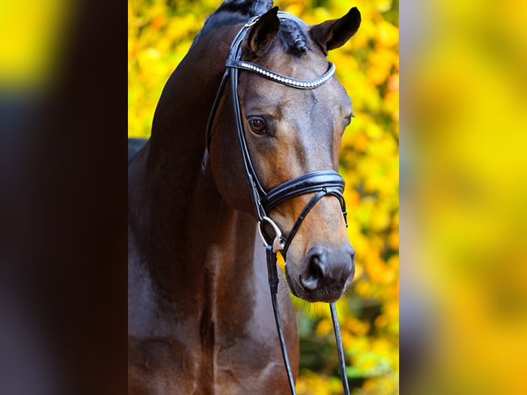 Hannoveraan Merrie veulen (05/2024) 165 cm Roodbruin in Stafford